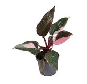 Philodendron Pink Princess Marble - Groen - Roze - Tropisch - Ø6cm - ↕12cm