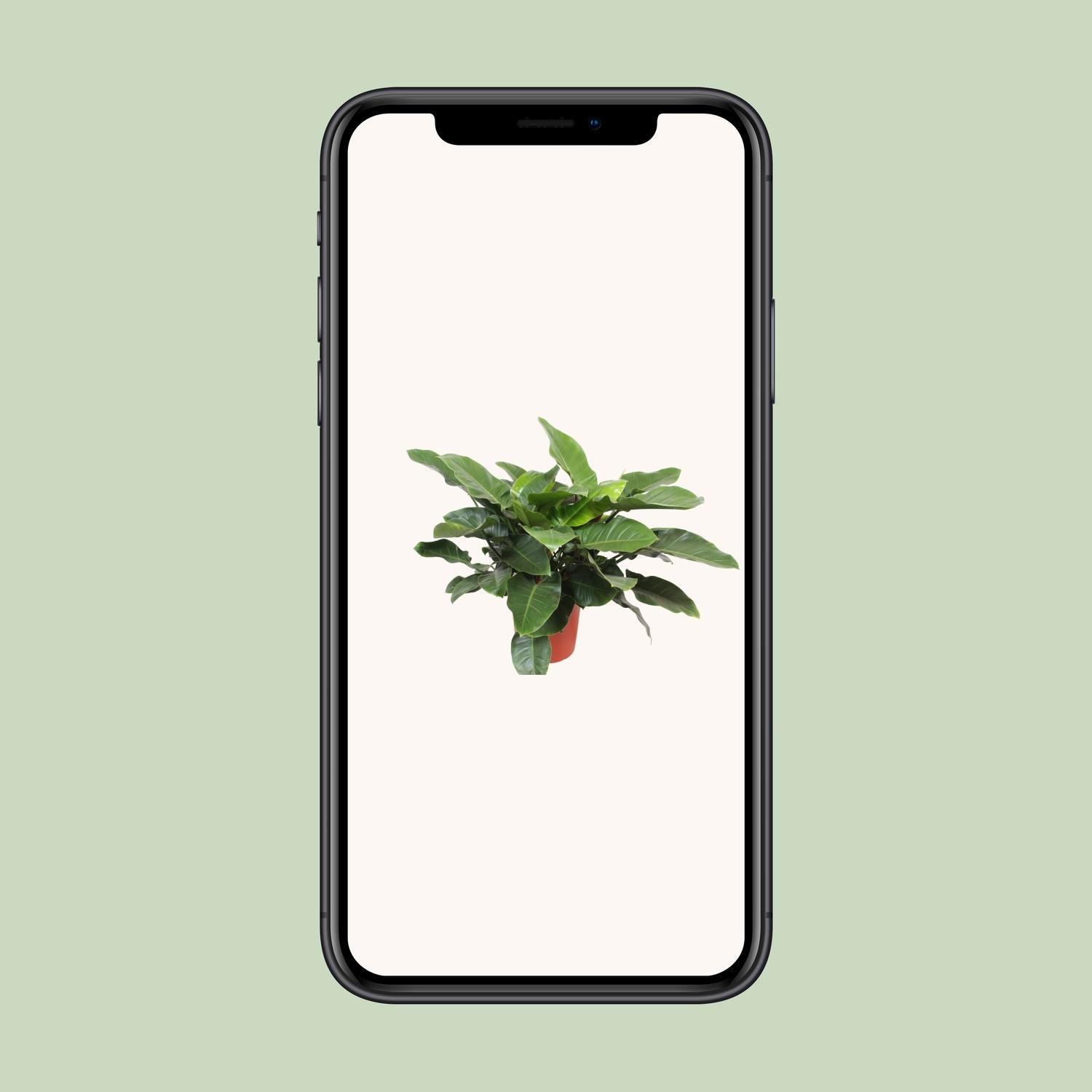 Philodendron vert impérial - Ø34cm - ↕90cm