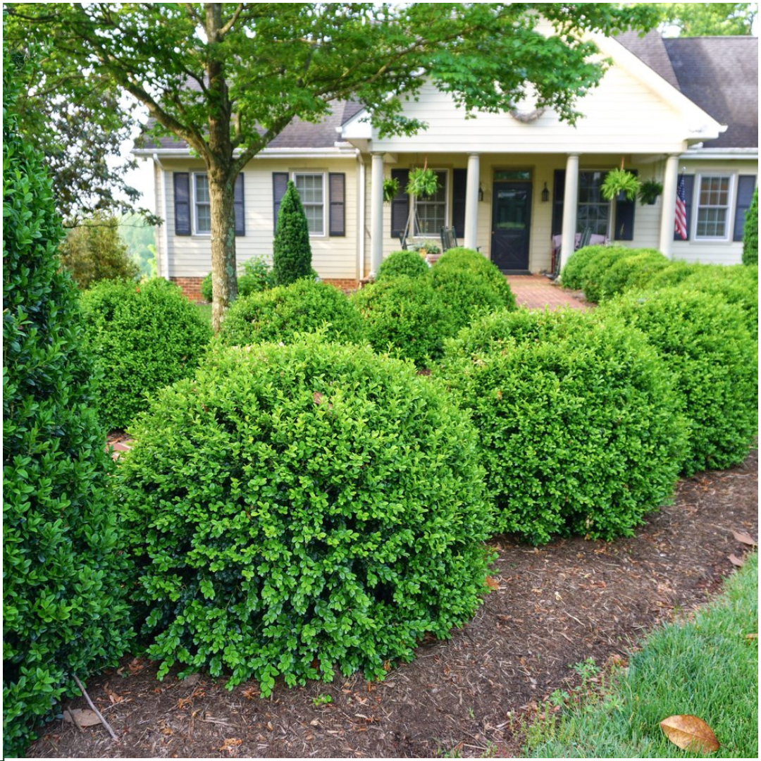 Lot de 4 x 6 plants de buis NewGen Freedom – Arbustes persistants rustiques 24 x Ø7 cm - ↕15 cm | Buis compact