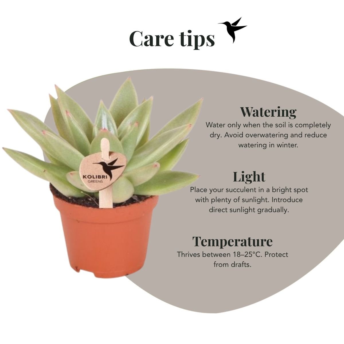 Kolibri Greens | Vetplant Echeveria Miranda - Ø6cm