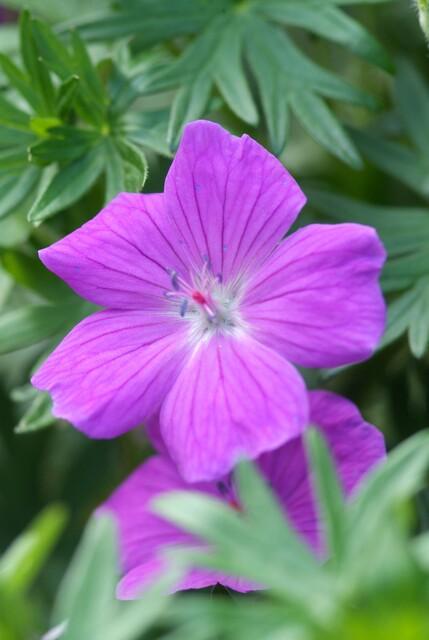 48x Geranium 'Tiny Monster' - ↕10-25cm - Ø9cm