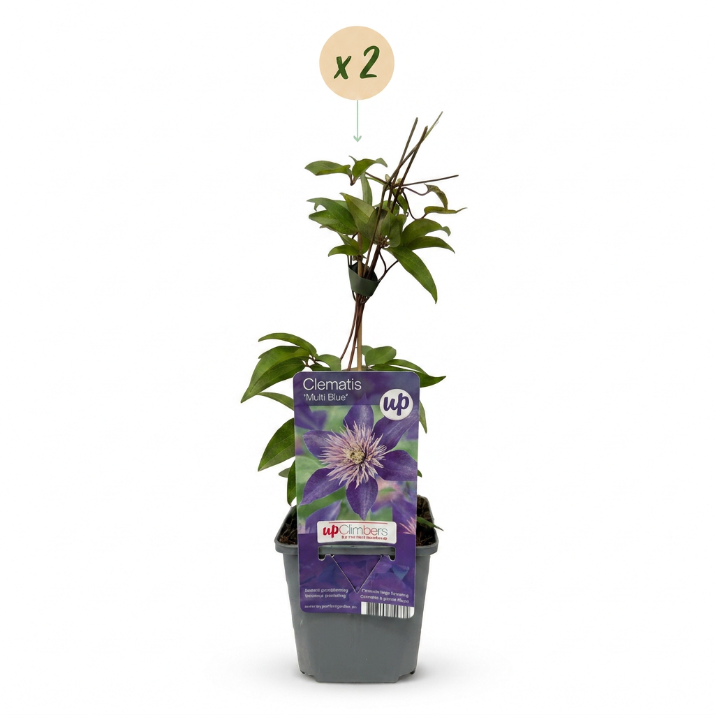 Clematis Multi Blue - Bosrank 2x - Blauw - Klimplant - Ø9cm - ↕35cm