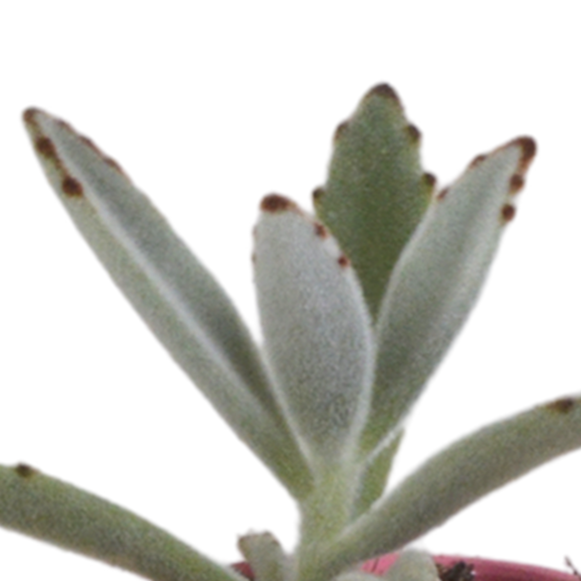 Succulent mix 5.5 cm - 5x - in Mexican pot
