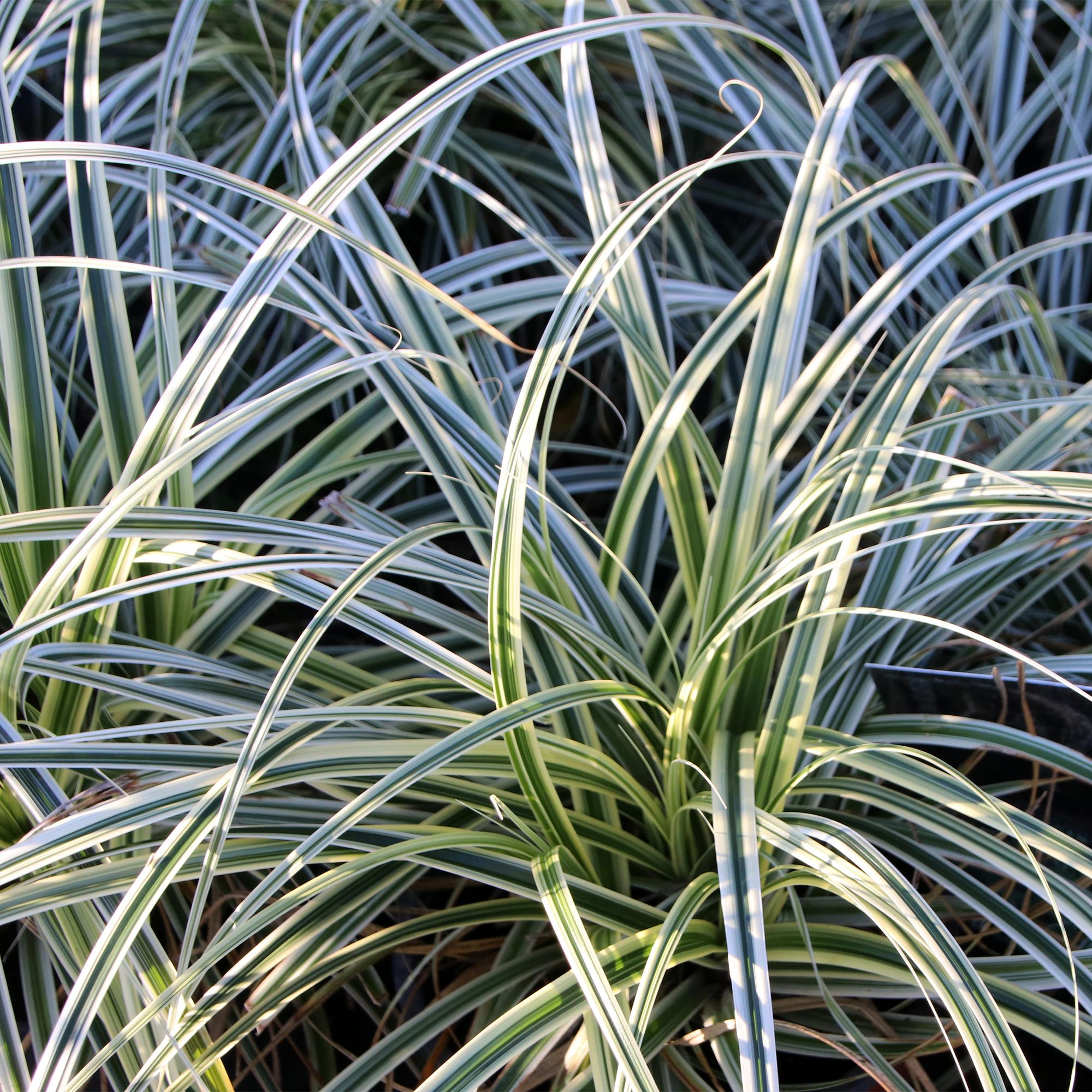 Carex oshimensis Everest - Wit en Groen - 1 Plant - Groenblijvend - Winterhard - Pot 17cm Hoogte 50cm