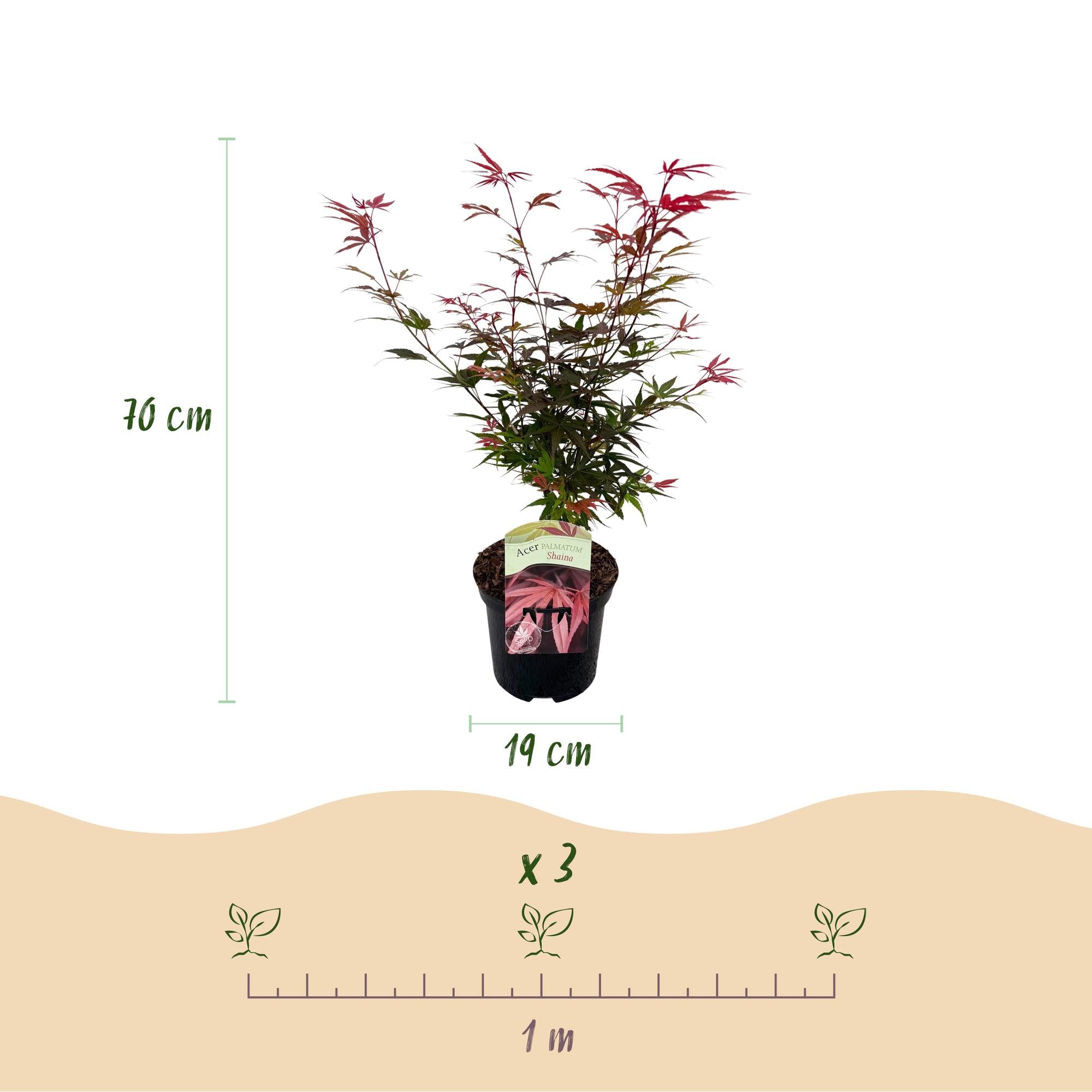Green boutiQ - Terrassenpflanze - Japanischer Ahorn - Acer palmatum Shaina - Rot - 1 Pflanze - Laubabwerfend - Topf 19cm Höhe 70cm