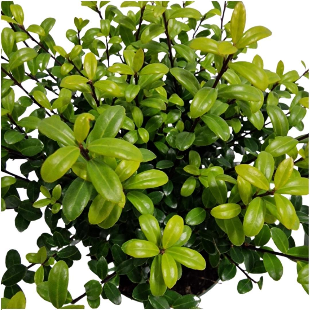 Ilex crenata 'Jenny' ® - Ø12 cm - ↕20 cm