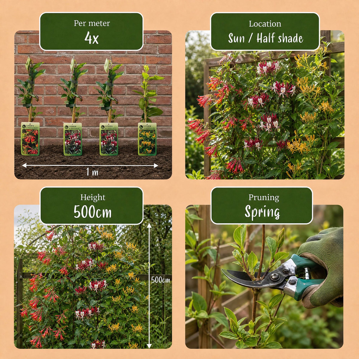 Lonicera Tricolour - Driekleurige kamperfoelie 12x - Rood - Paars - Oranje - Geel - Klimplant - Ø9cm - ↕35cm