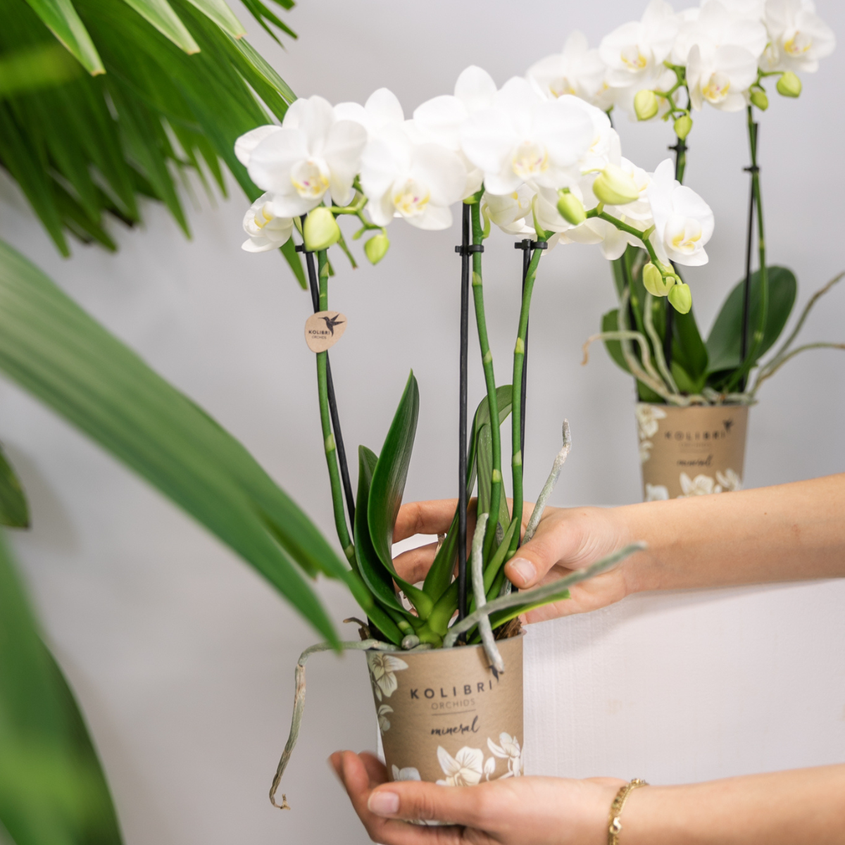Kolibri Orchids | OFERTA COMBINADA de 2 orquídeas Phalaenopsis blancas - Amabilis - maceta de 9 cm de diámetro | planta de interior con flor - recién cultivada
