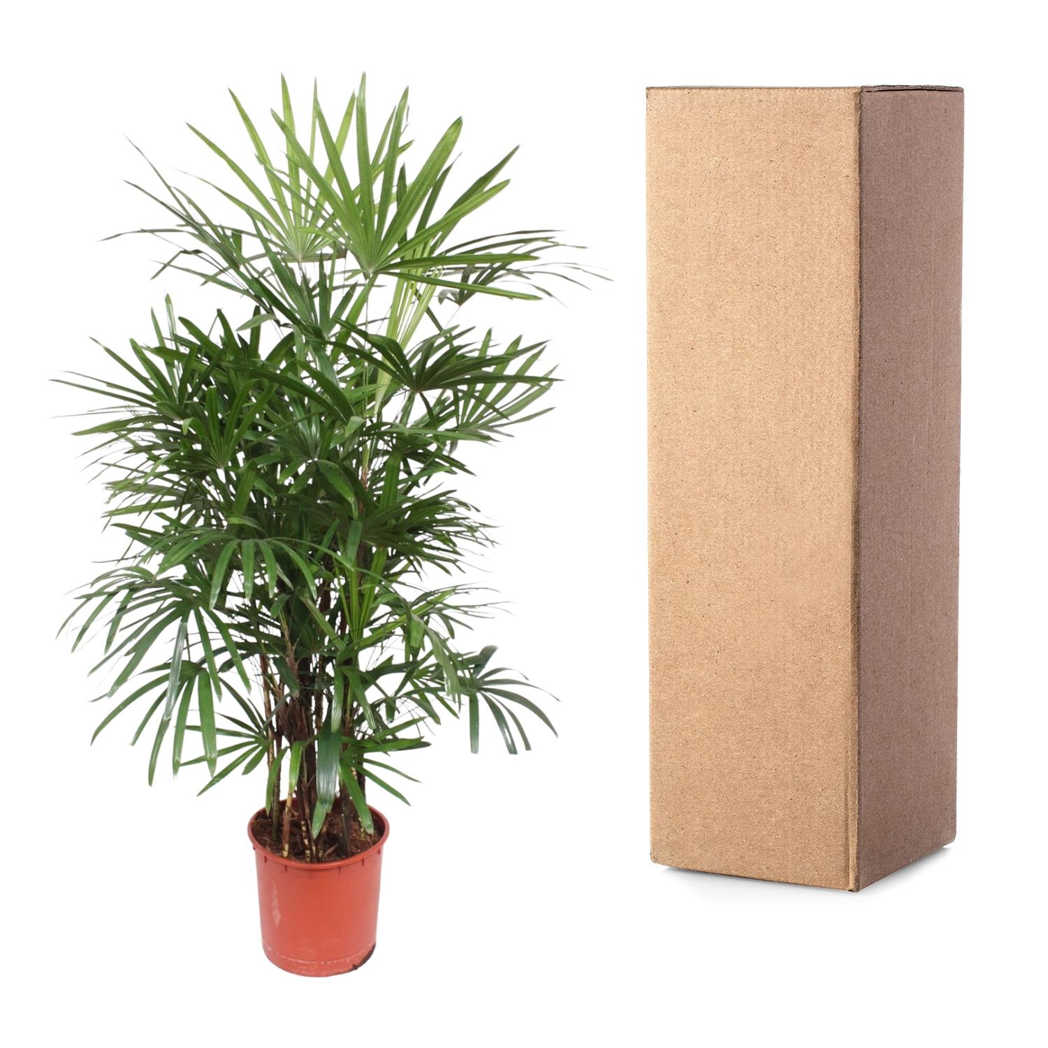 Rhapis Excelsa – 190 cm – ø34