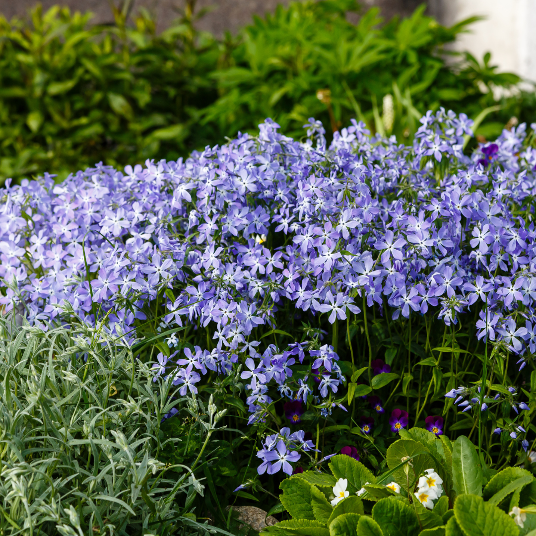 12x Phlox (S) 'Emerald Cushion Blue'- ↕10-25cm - Ø9cm