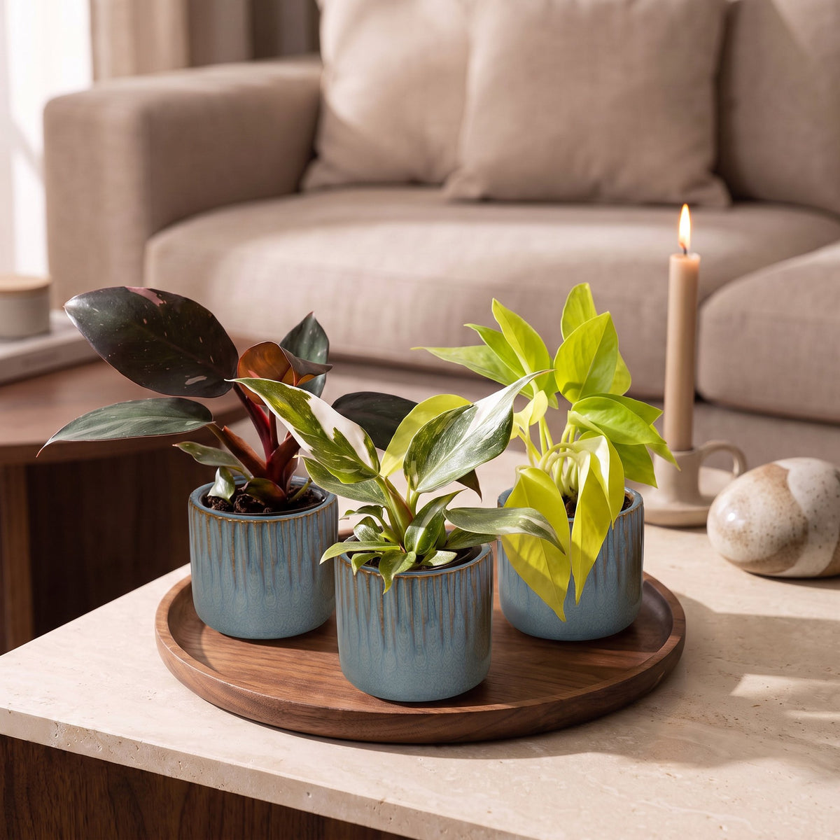 Baby Philodendron Tricolour 3x - Wit - Roze - Geel - Groen - Tropisch - incl. Linnea Misty Blue - Ø6cm - ↕10-15cm