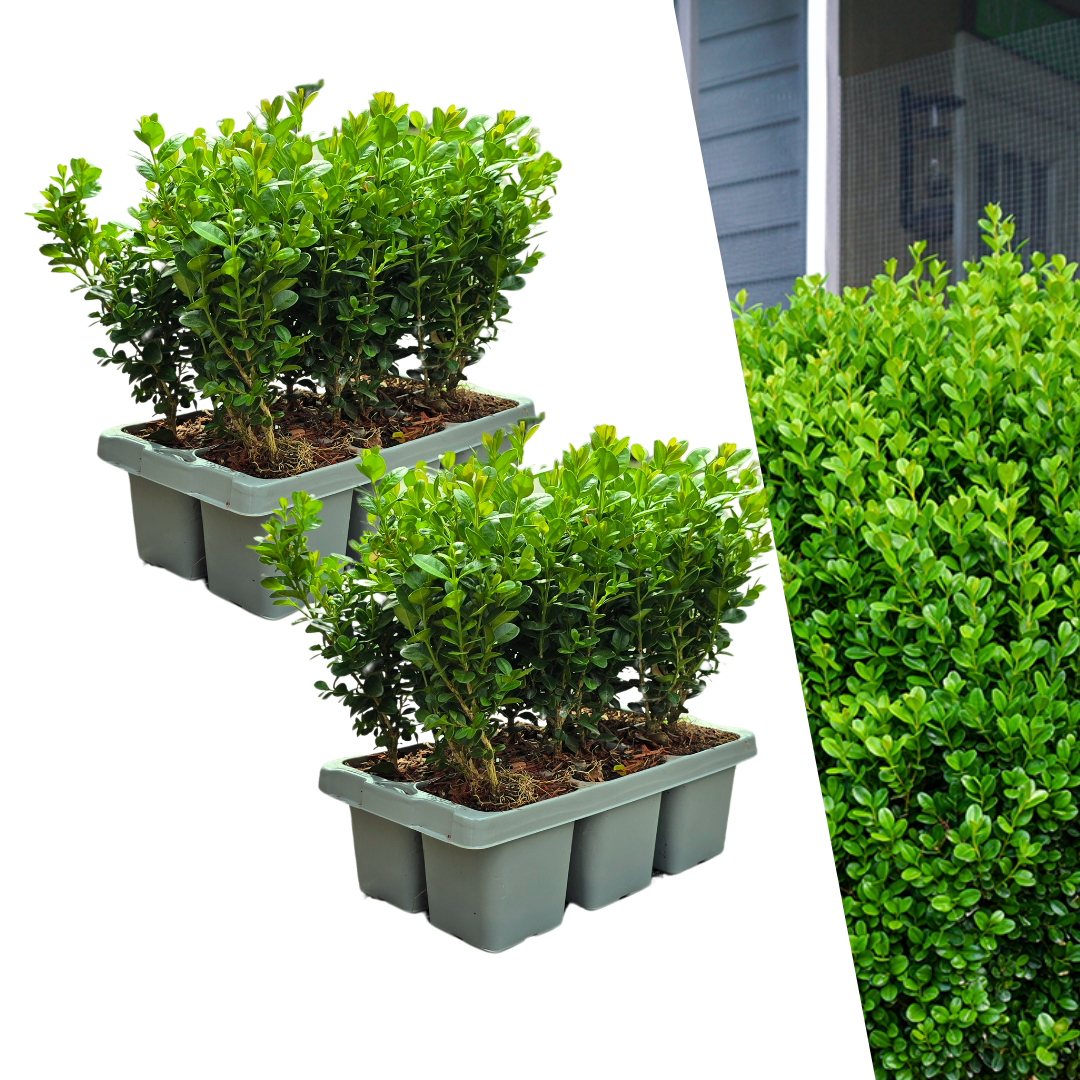 2 x 6er-Pack Buxus NewGen Freedom – Winterharte, immergrüne Sträucher 12 x Ø7 cm - ↕15 cm | Kompakter Buchsbaum
