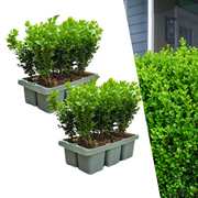 2 x 6er-Pack Buxus NewGen Freedom – Winterharte, immergrüne Sträucher 12 x Ø7 cm - ↕15 cm | Kompakter Buchsbaum