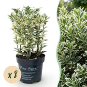 Euonymus japonicus White Spire - Kardinaalsmuts 8x - Haagplanten - Groenblijvend - Wit - Groen - Pot 9cm - Hoogte 20-30cm