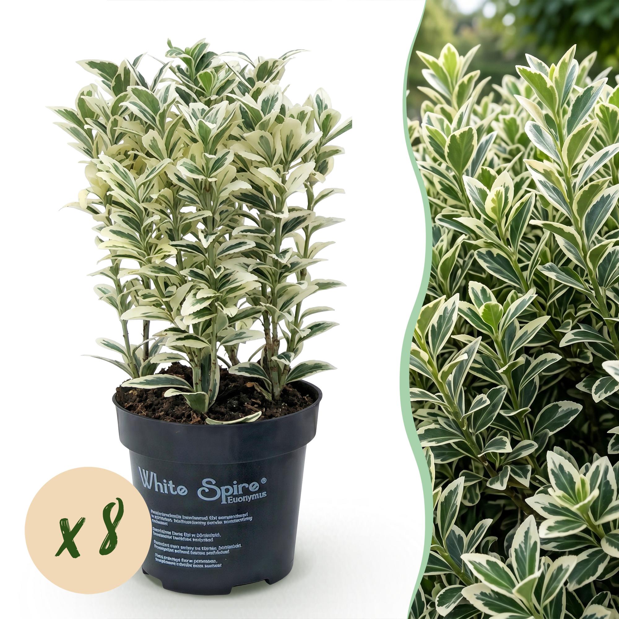 Euonymus japonicus White Spire - Kardinaalsmuts 8x - Haagplanten - Groenblijvend - Wit - Groen - Pot 9cm - Hoogte 20-30cm