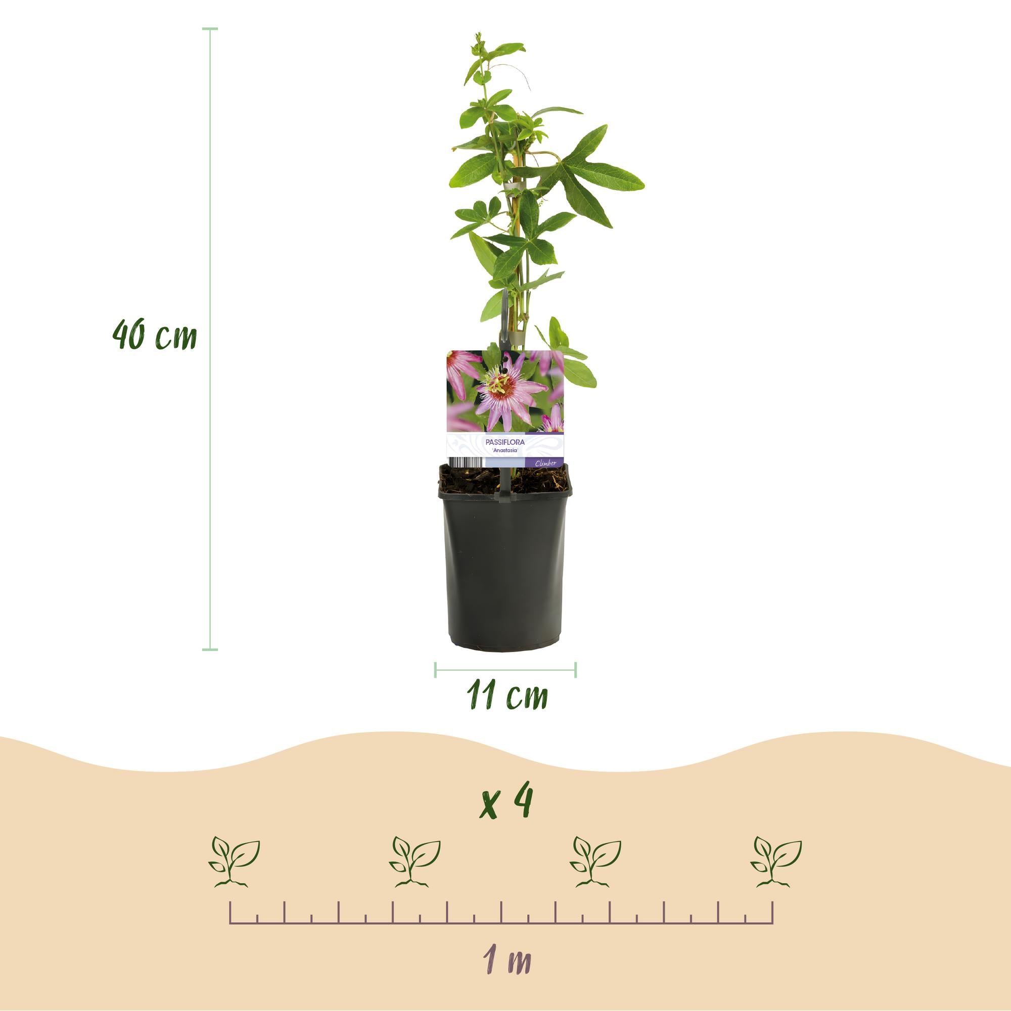 Green boutiQ – Passionsblume – Passiflora Anastasia – Rosa Blüte – Pflegeleicht – 2 Pflanzen – Topf: 11 cm, Höhe: 40 cm