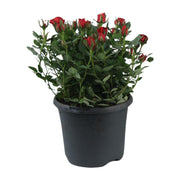 Rosa Jewel Patio Hot - Ø17cm - ↕30cm