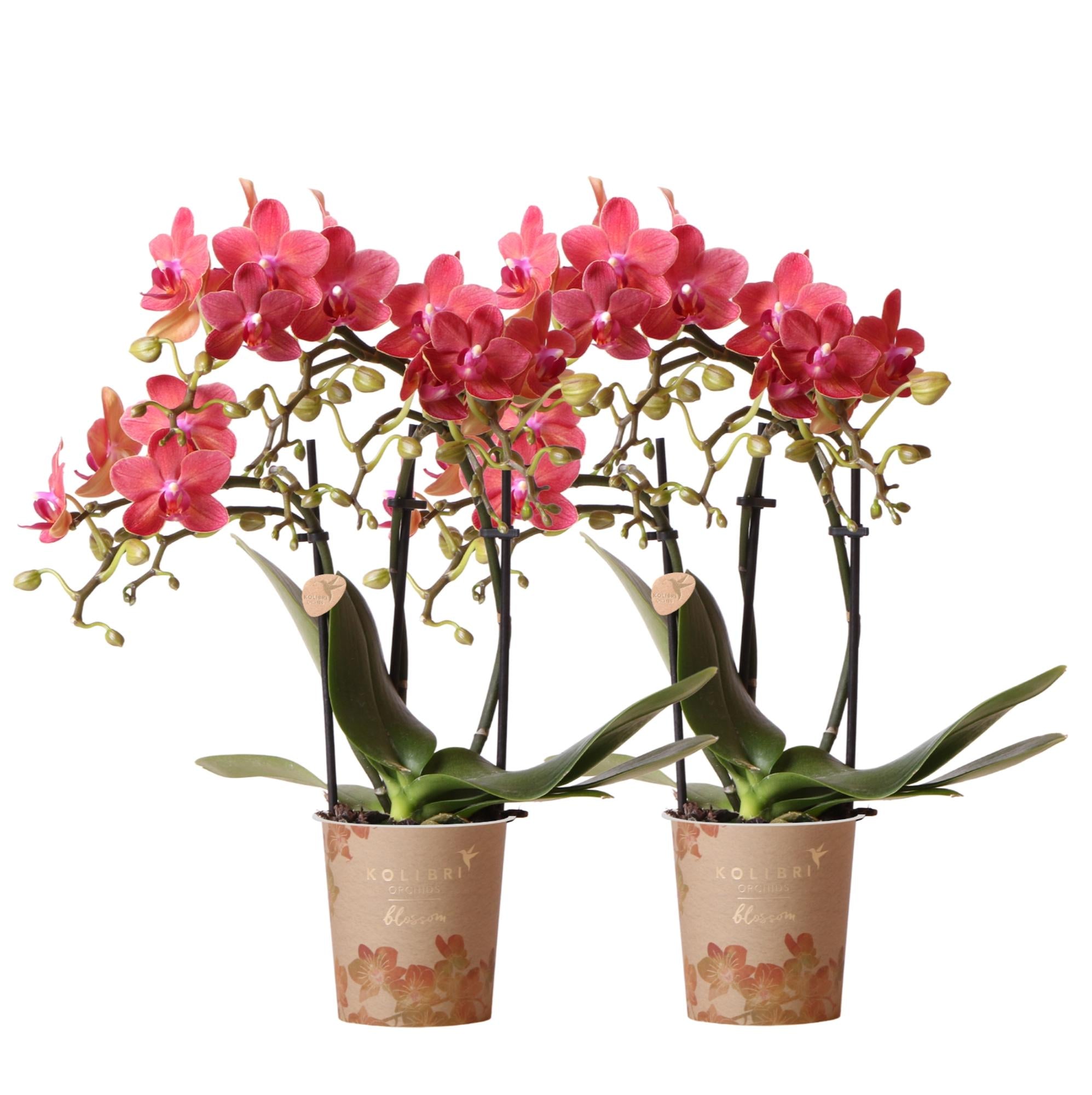 Orchidées Kolibri | Offre combinée de 2 orchidées Phalaenopsis rouges - Congo - pot de 9 cm de diamètre, plante d'intérieur fleurie - fraîchement du producteur