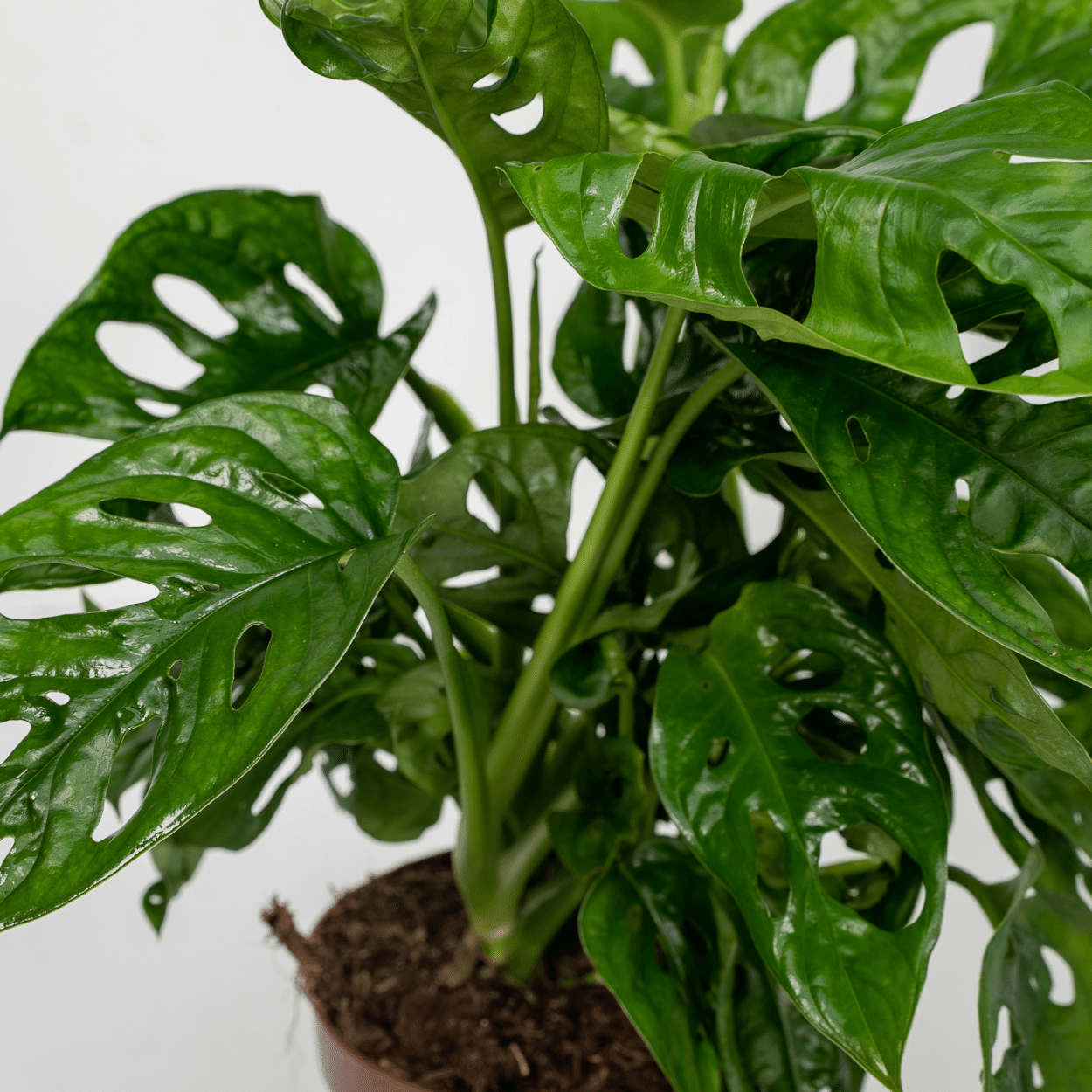 2x Monstera Monkey Leaf - Fensterblatt - 30cm - ø12