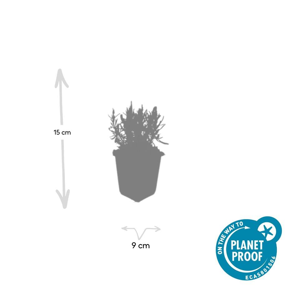 12x Lavandula ang. 'Munstead' - ↕10-25cm - Ø9cm