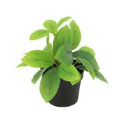 Kunstplant Hoya green - 20cm