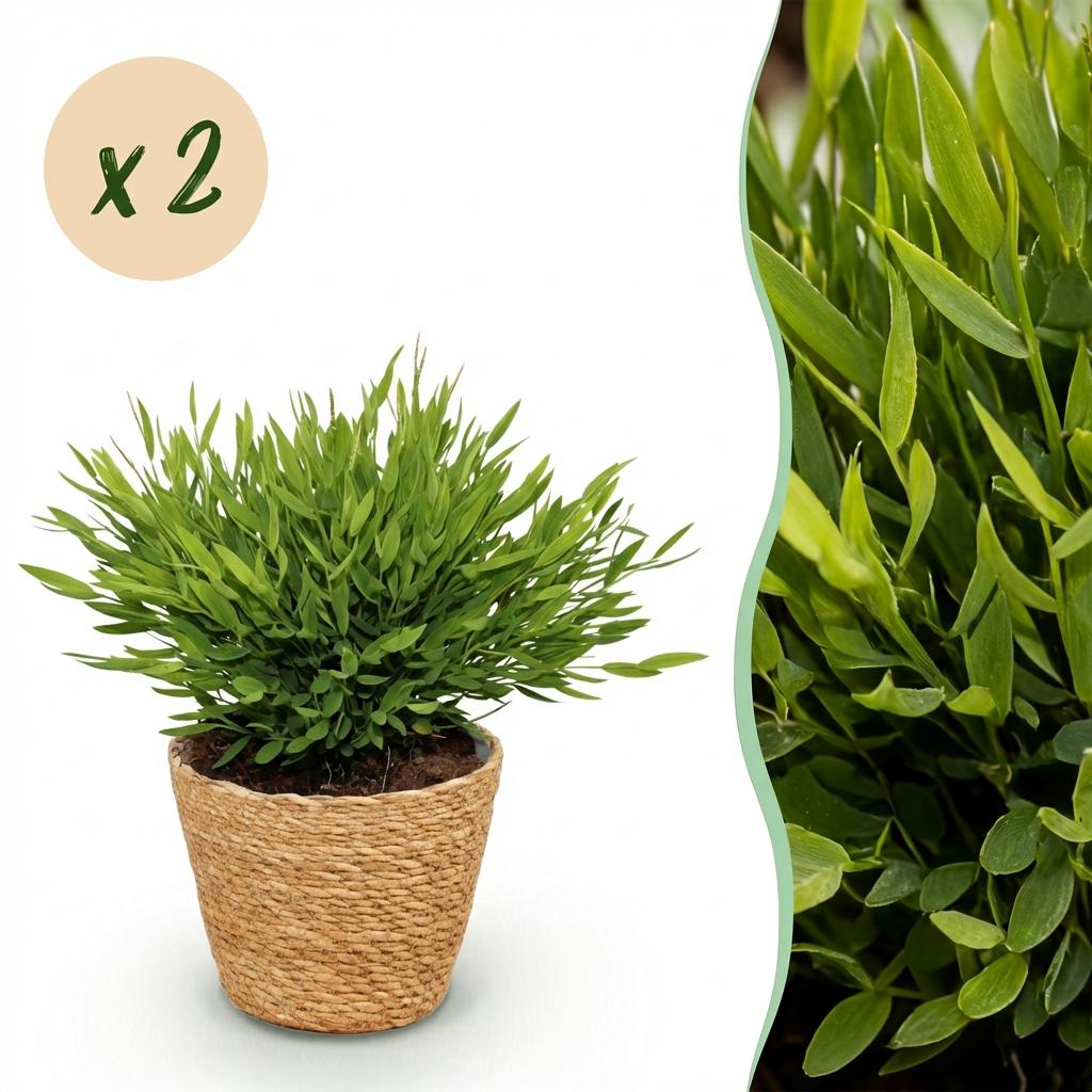 Bamusa Pogonatherum Monica - Kamerbamboe - Huisdiervriendelijke Plant - Groen - 2 Planten - met Mand - Pot 12cm - Hoogte 20cm