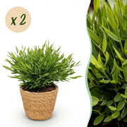 Bamusa Pogonatherum Monica - Kamerbamboe - Huisdiervriendelijke Plant - Groen - 2 Planten - met Mand - Pot 12cm - Hoogte 20cm