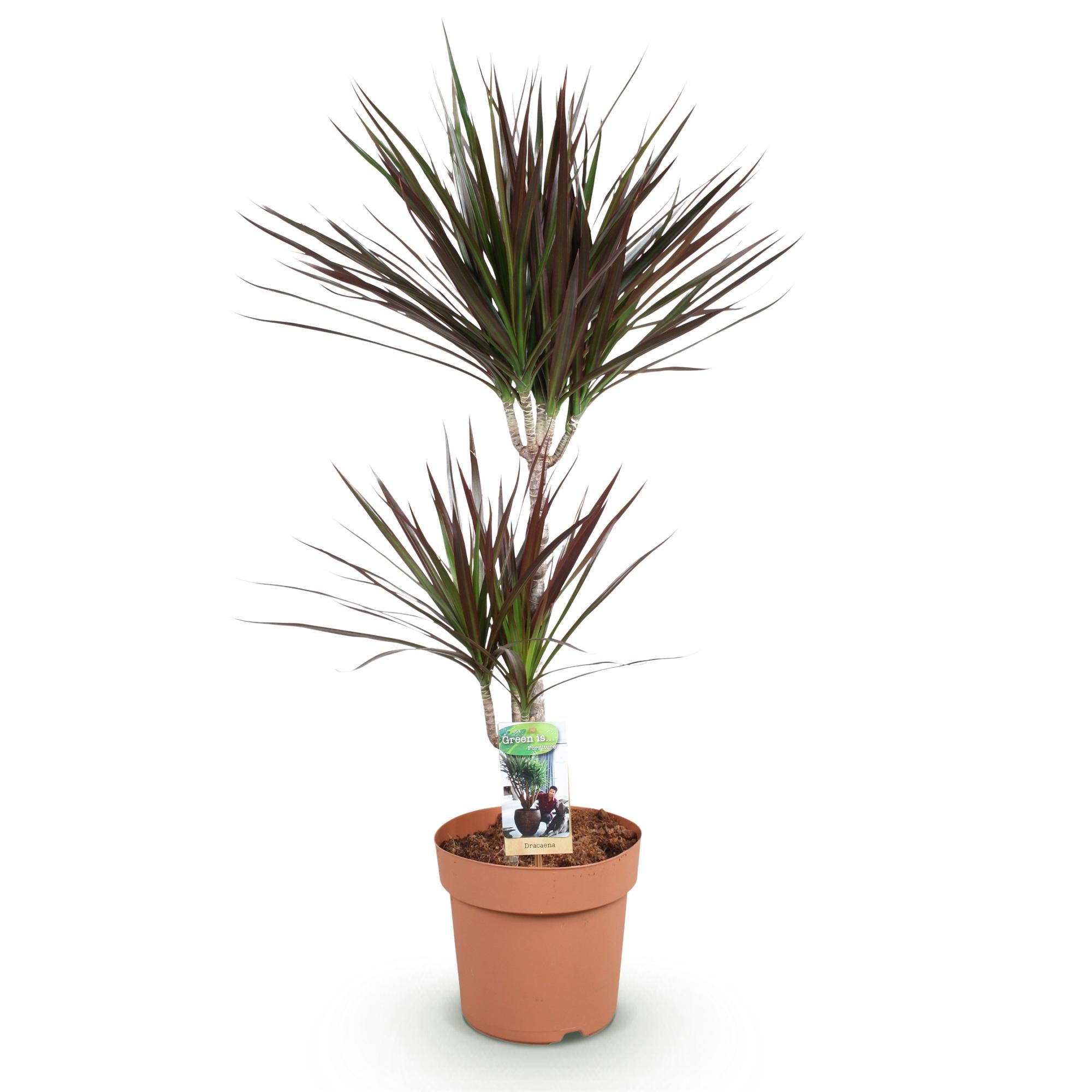 Dracaena Magenta - Drakenbloedboom - Weinig onderhoud - Groen - 1 Plant - Pot 21cm - Hoogte 90-100cm