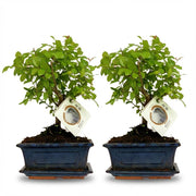 Bonsai Bol vorm Boom - 2 Stuks - Hoogte: 25-30 cm (mix keramiek)