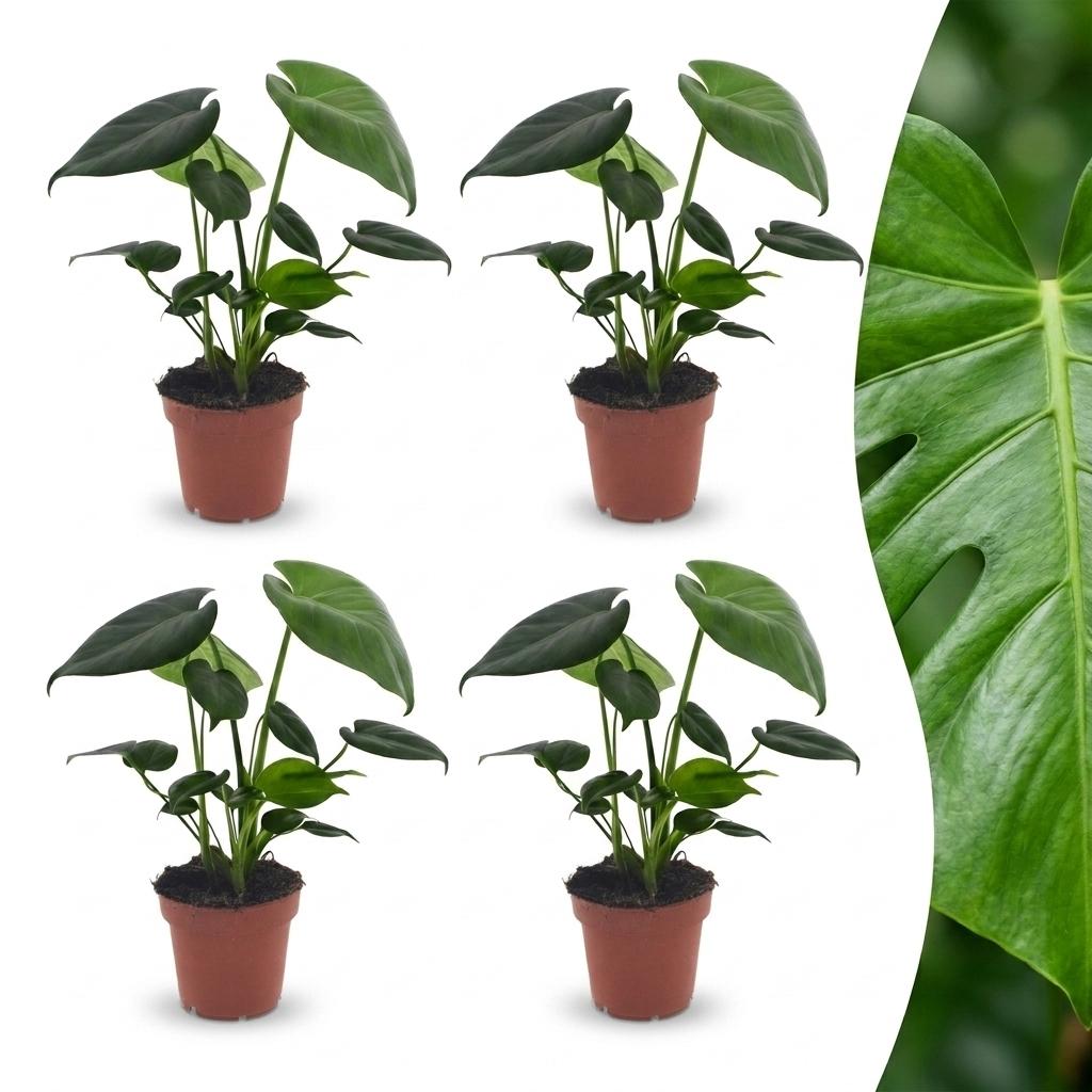 Monstera Deliciosa - Gatenplant - 4x - Pot 12cm - Hoogte - 30cm