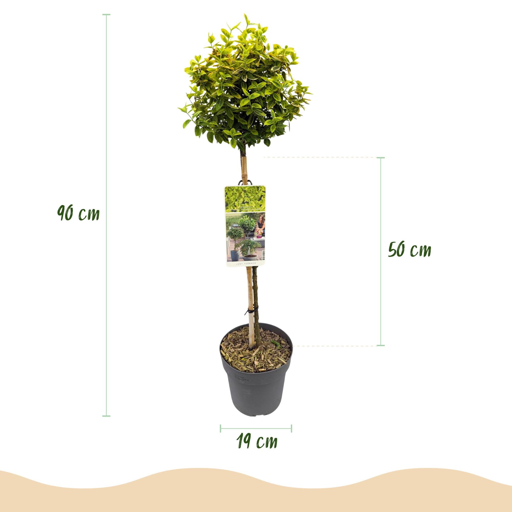 Euonymus fortunei Emerald n Gold - Terras Plant - Bladhoudend - Winterhard - Groen-Geel Blad - Pot 19cm Hoogte 90cm