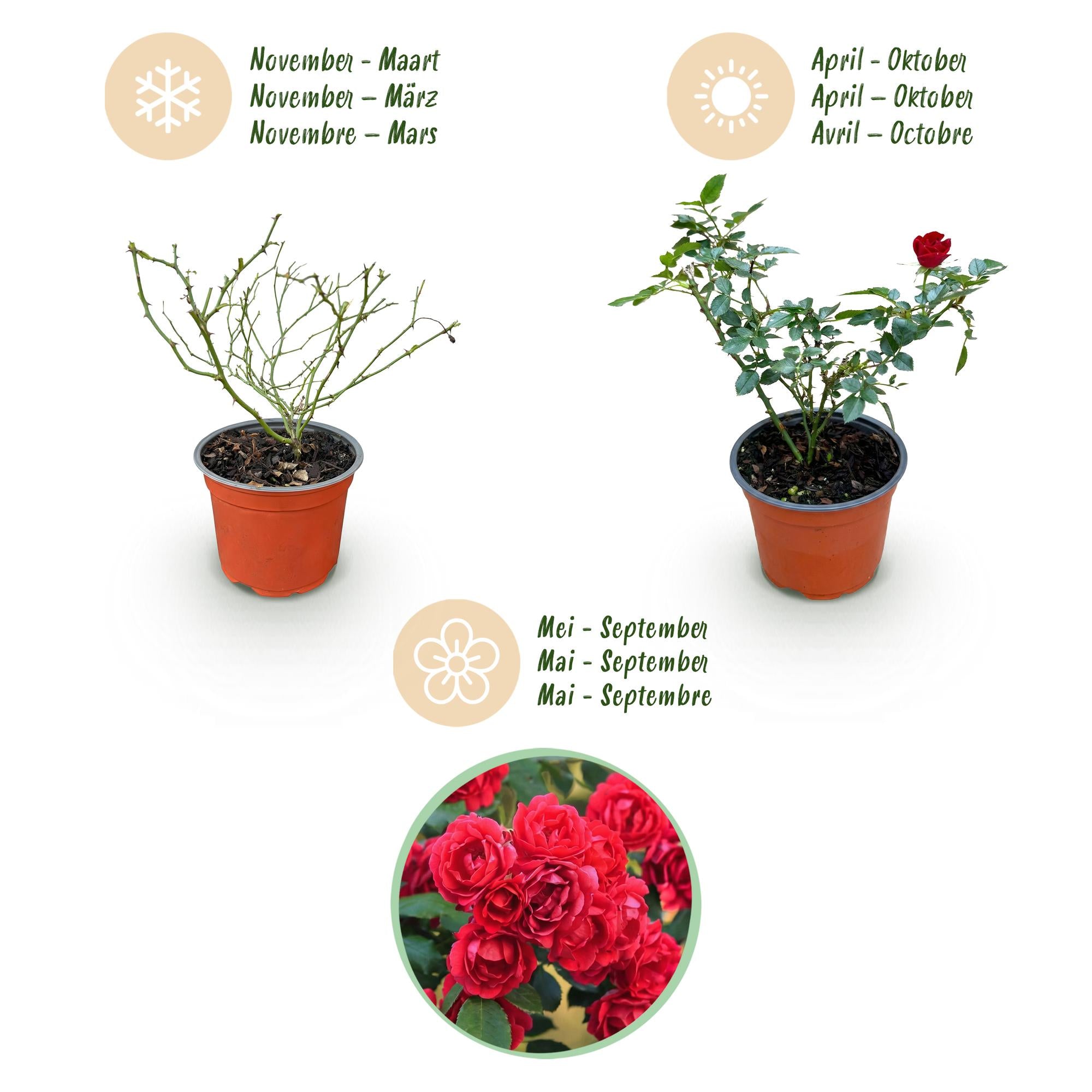 Rosa Rote The Fairy - Roos - Winterhard - Rood - 3 Planten - Pot 12cm - Hoogte Hoogte 20-25cm