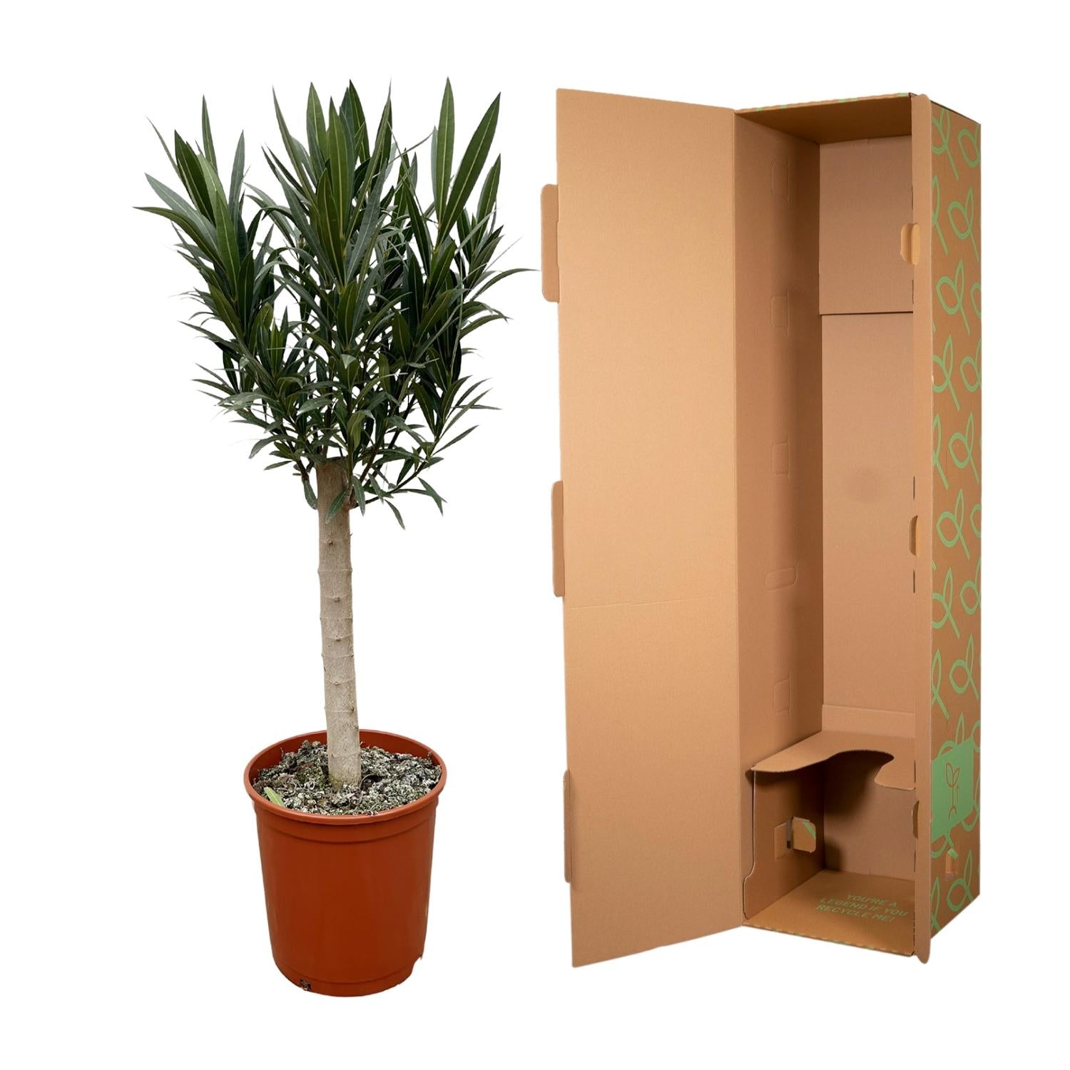 Oleander (Nerium) am Stiel mit rosa Blüte - 110 cm - Ø 22