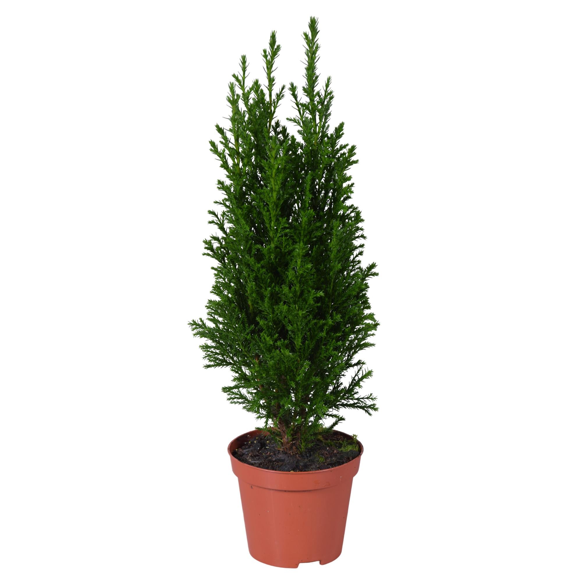 Ellwoodii Vert - Ø9cm - ↕35cm