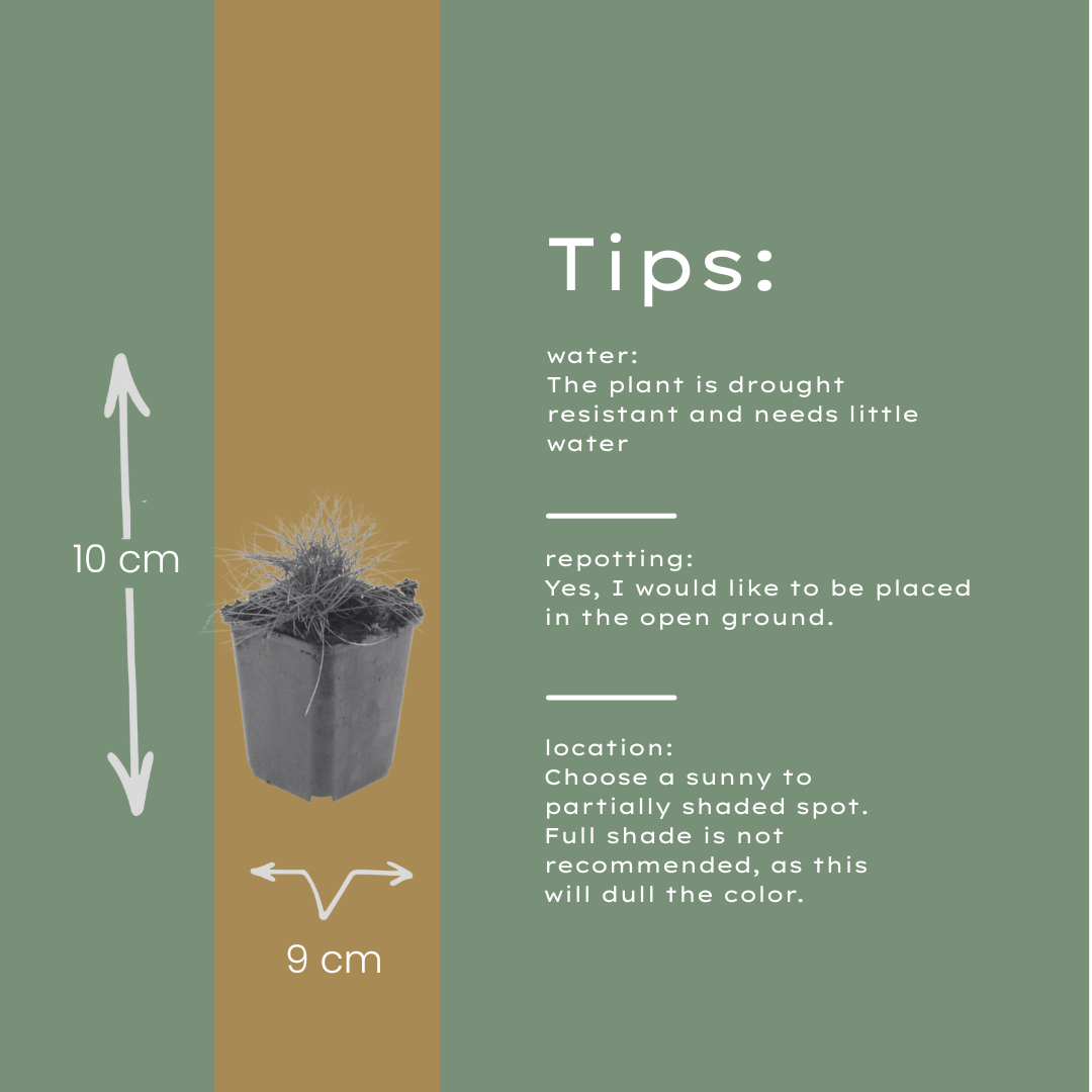 12x Festuca gautieri - ↕10-25cm - Ø9cm