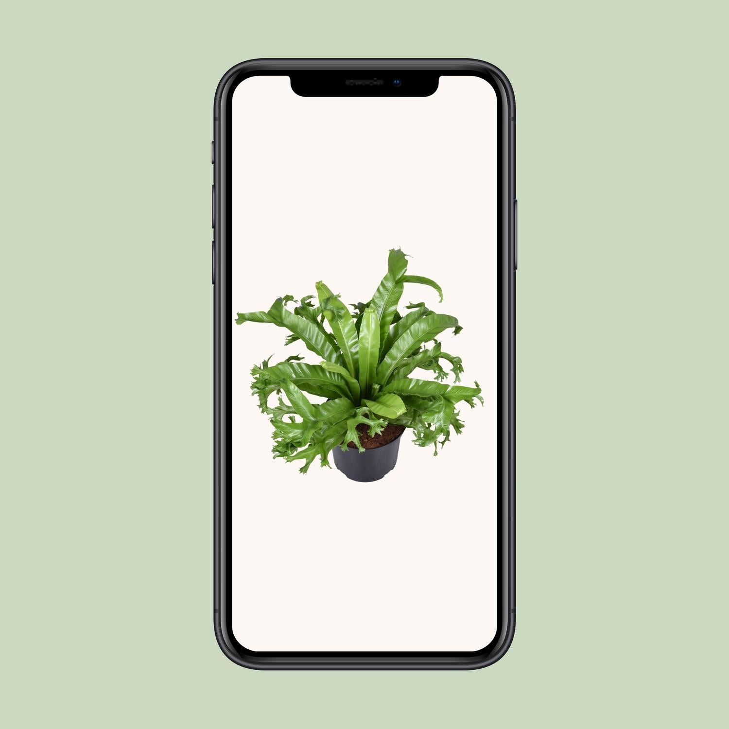 Asplenium Nidus Crissie - Ø23cm - ↕55cm