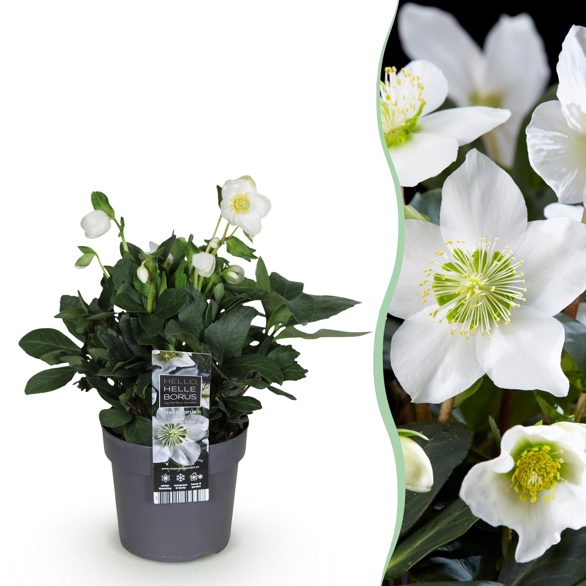 Kerstroos - Helleborus Christmas Carol  - Witte Bloem -1 Plant - Groenblijvend - Pot 14cm Hoogte 30cm