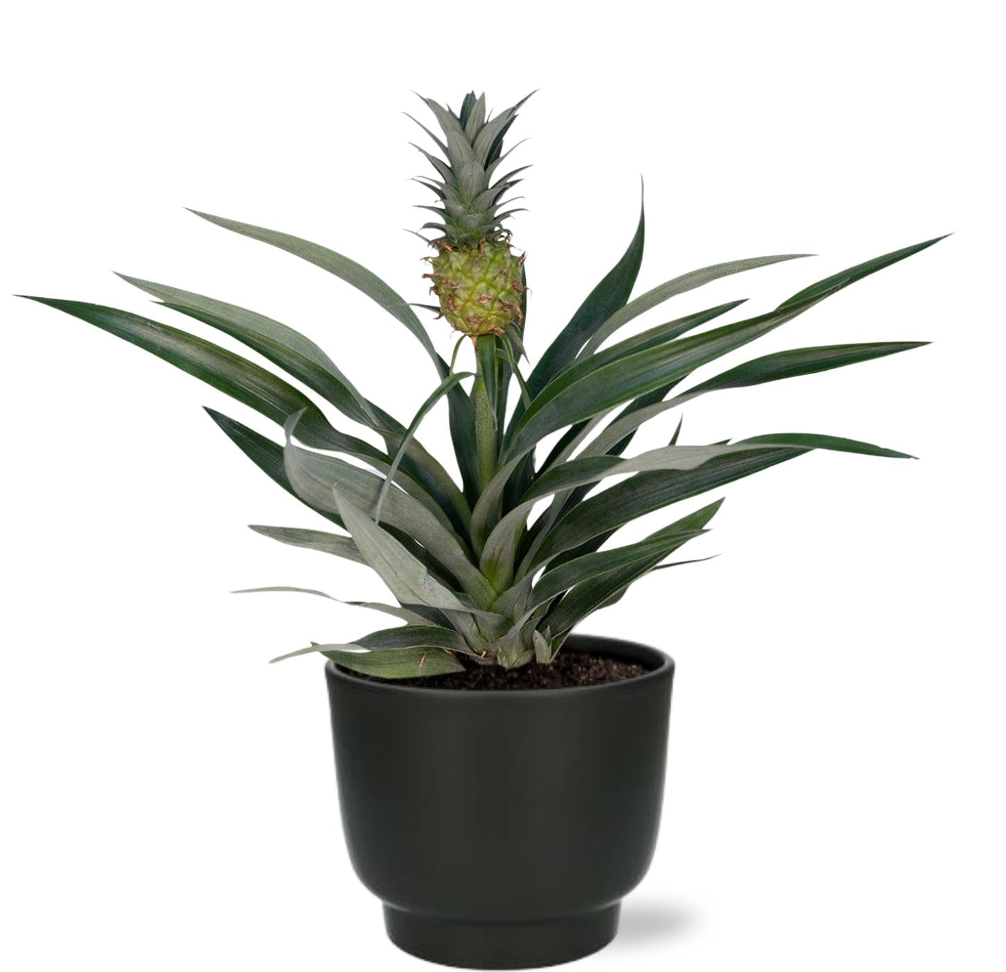 Ananas Bromelia - Ø12cm - ↕30cm + Pot Potenza D13x11cm - Noir