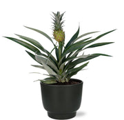 Ananas Bromelia - Ø12cm - ↕30cm + Pot Potenza D13x11cm - Noir