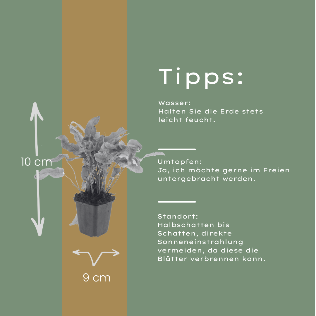 24x Asplenium scolopendrium - ↕10-25cm - Ø9cm