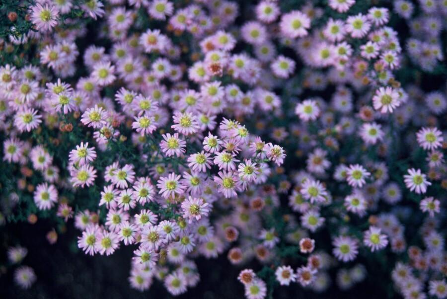 24x Aster ageratoides 'Stardust' - ↕10-25cm - Ø9cm
