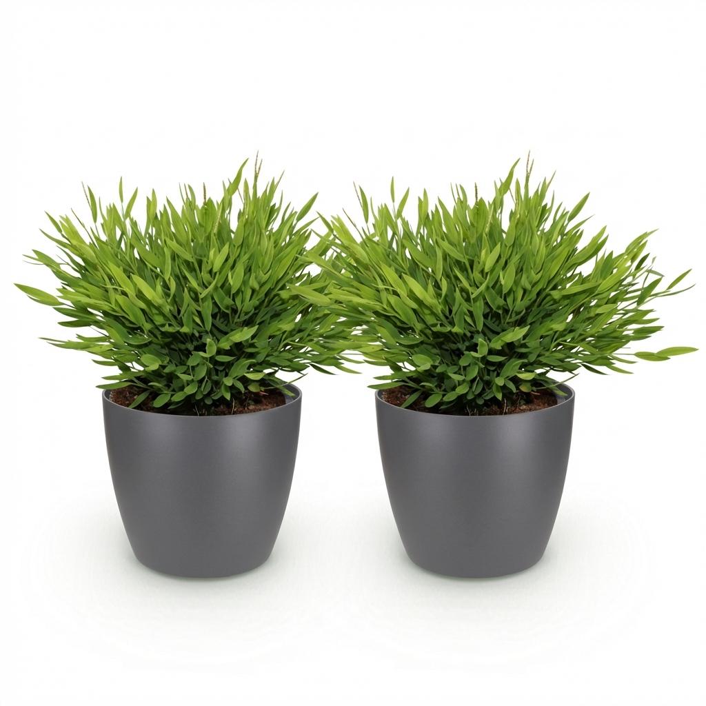 Bamusa Pogonatherum Monica - Kamerbamboe - Huisdiervriendelijke Plant - Groen - 2 Planten - met Potter Grijs - Pot 12cm - Hoogte 20cm