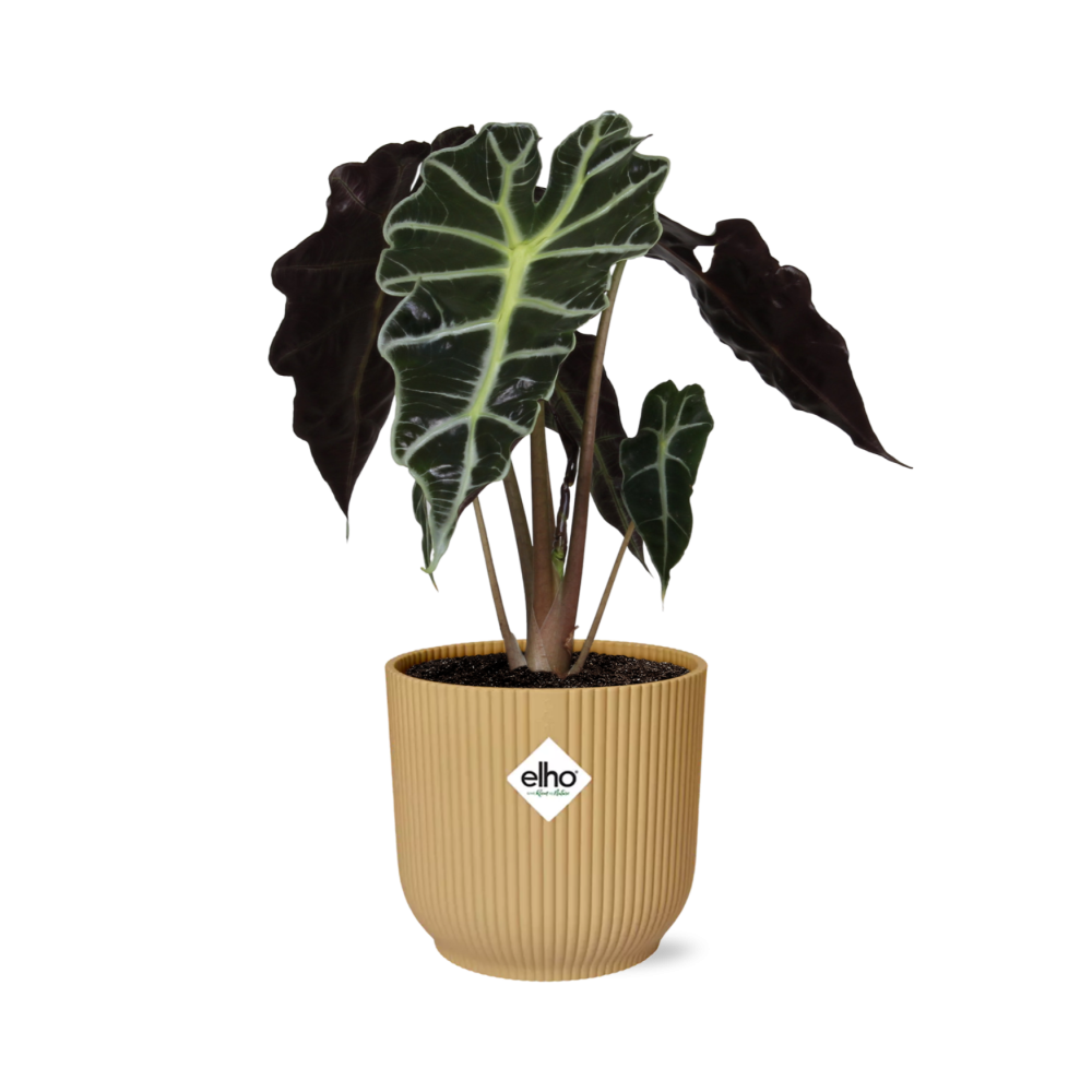 Alocasia 'Polly' en ELHO Vibes Fold 14cm jaune