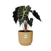 Alocasia 'Polly' en ELHO Vibes Fold 14cm jaune