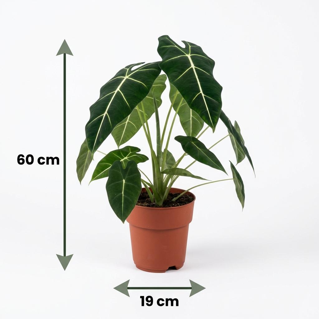 Olifantsoor - Alocasia Frydek - Groen - Weinig onderhoud - 1 Plant - Pot 19cm - Hoogte 60cm