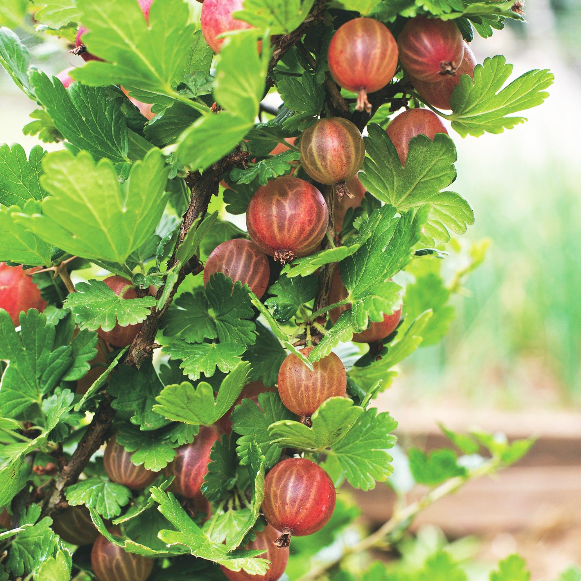 Ribes uva-crispa Hinnonmäki Röd - Kruisbes - Winterhard - Rode Bes - 2 Planten - Pot 15cm - Hoogte 50cm