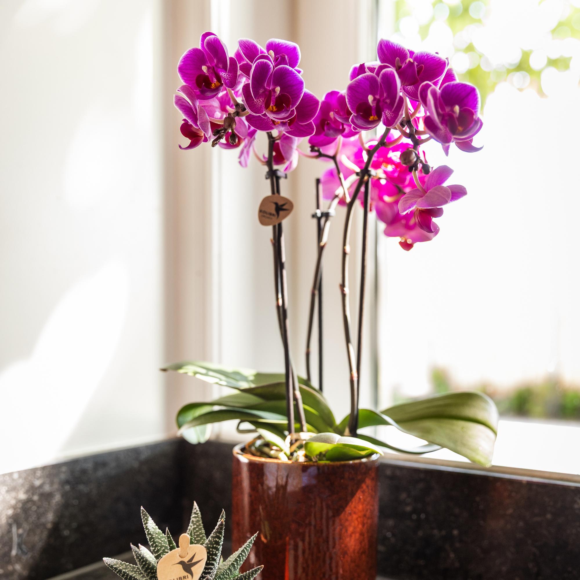 Kolibri Orchids | Purple phalaenopsis orchid pot size Ø9cm | Morelia | flowering houseplant - fresh from the grower