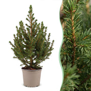 Picea glauca Conica - Kegelspar - Groen - Kerstboom - Ø13cm - ↕45cm