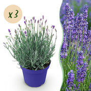 Lavandula angustifolia Hidcote - Lavendel - Winterhard - Paars - 3 Planten - Pot 12cm - Hoogte 20-25cm