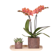 Kolibri Orchids | Gift Set Tree - Oranje Phalaenopsis Orchidee Mineral Bolzano & Succulent
